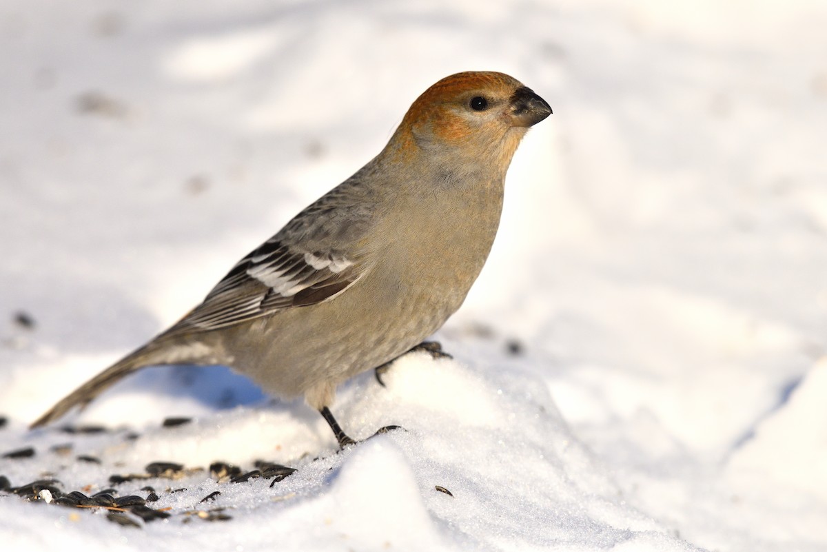 Pine Grosbeak - Timothy Piranian