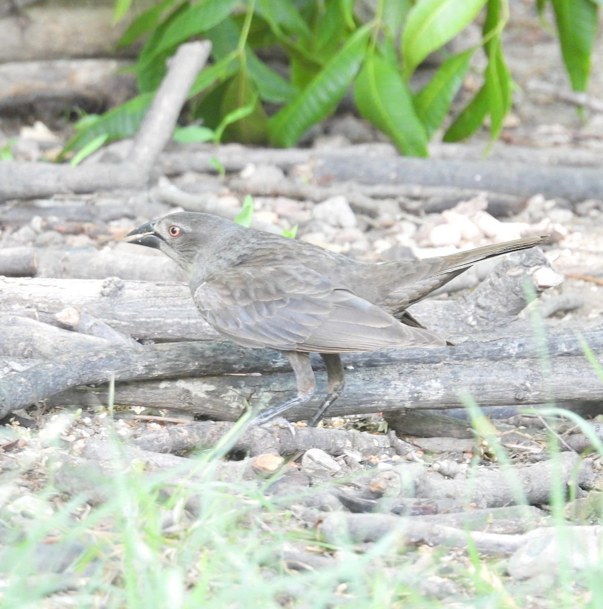 Bronzed Cowbird - ML613911892