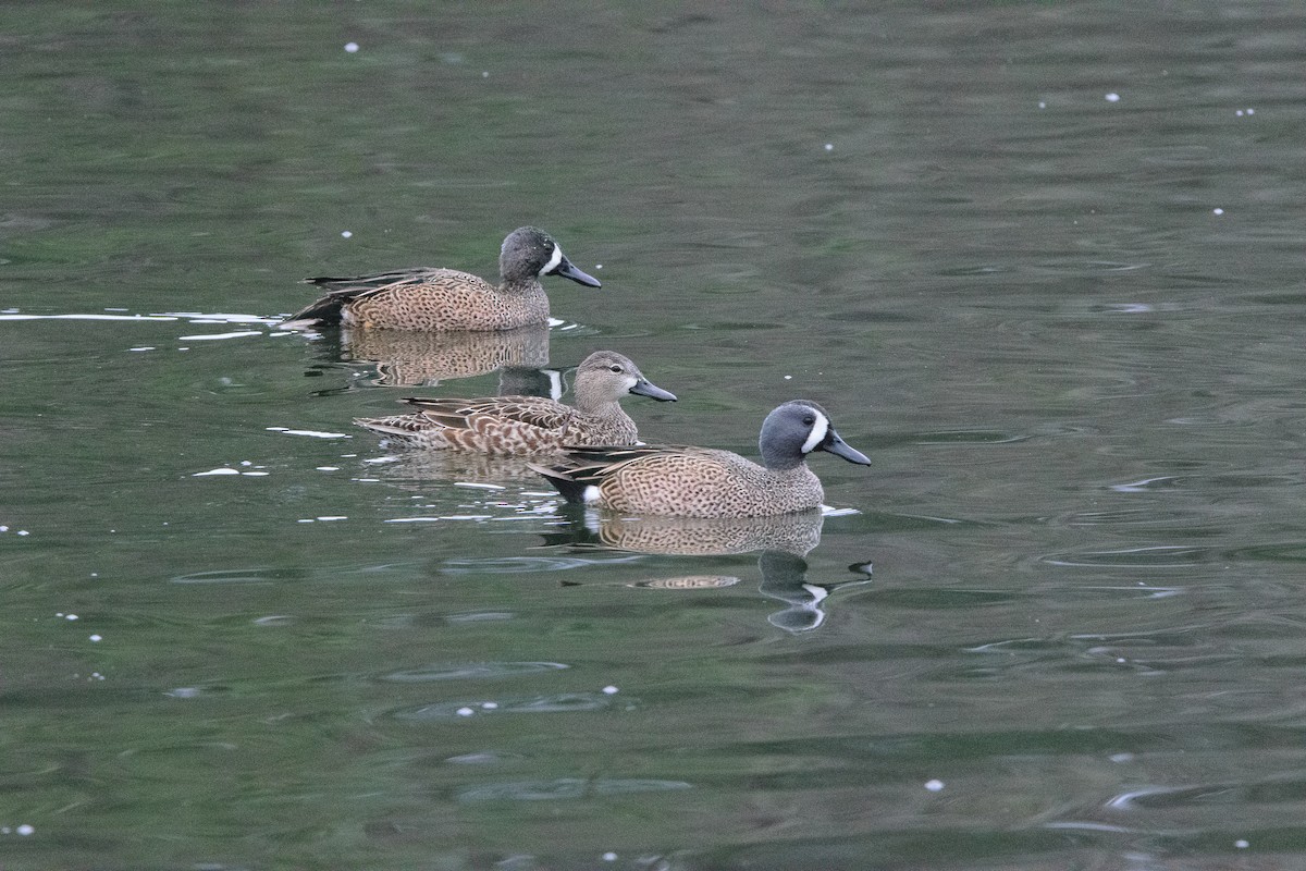 Blue-winged Teal - ML613911937