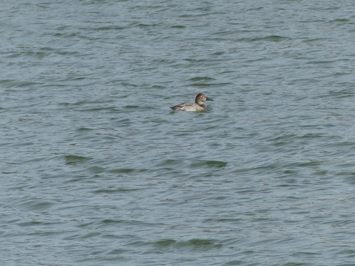 Canvasback - ML613911971