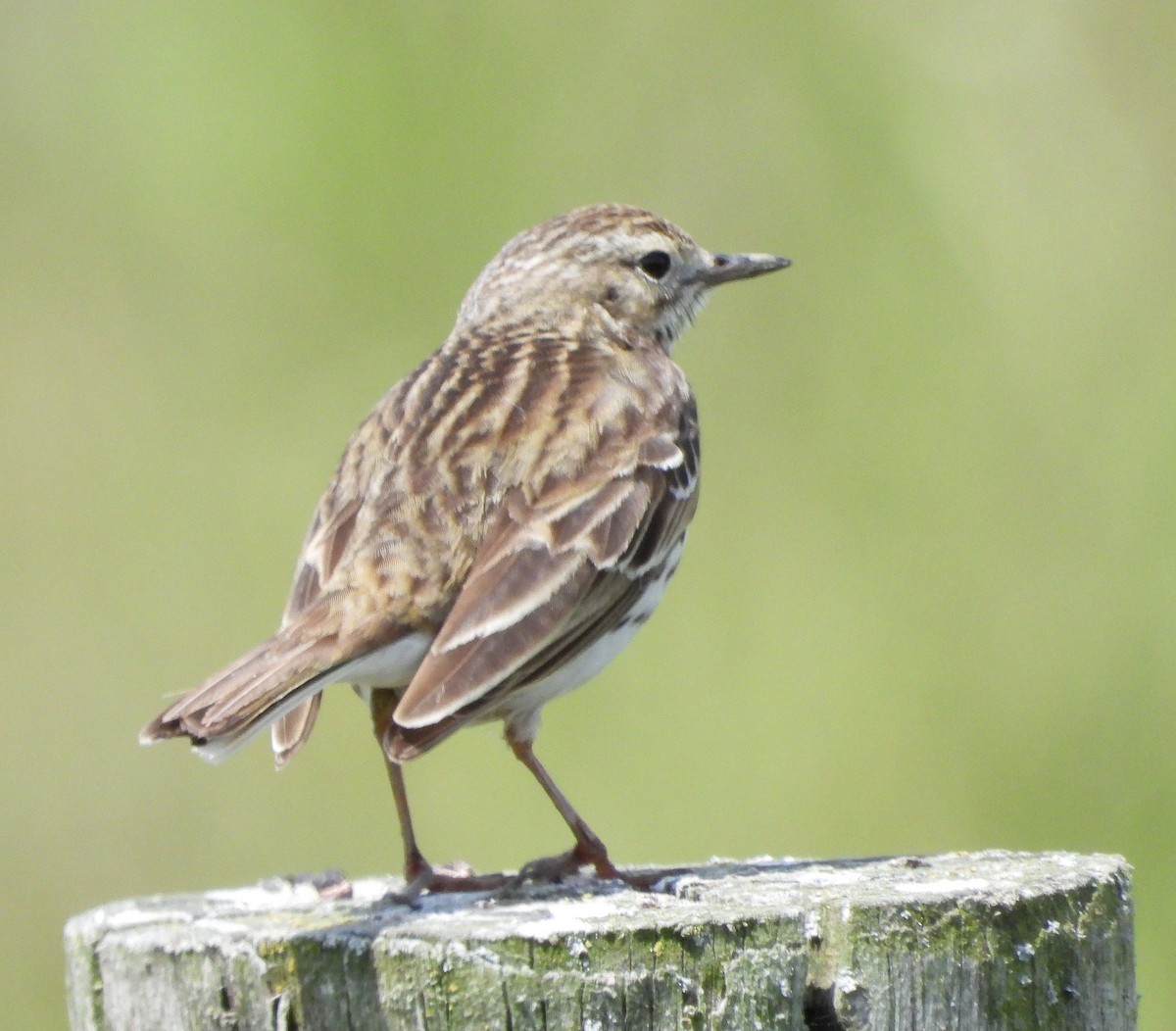 Meadow Pipit - ML613911979
