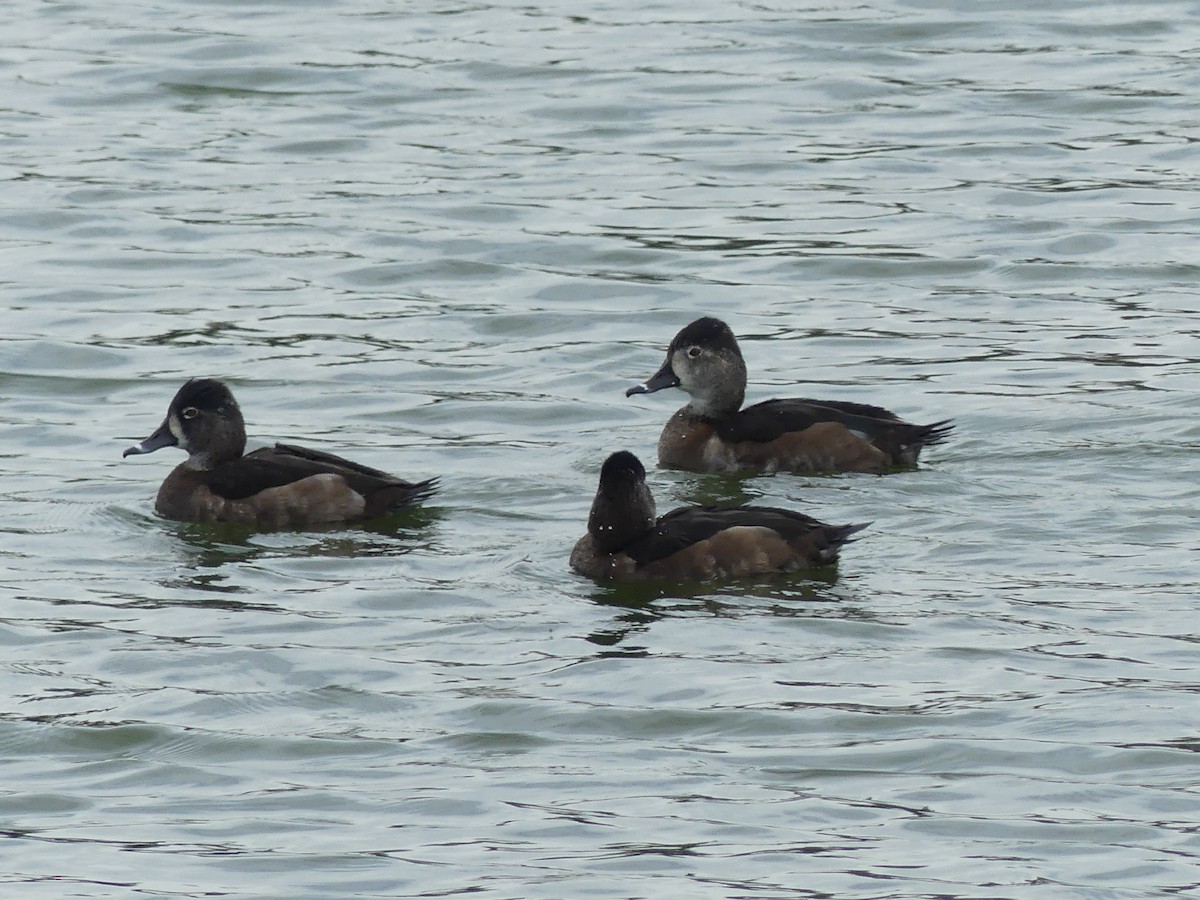 Ring-necked Duck - ML613912003