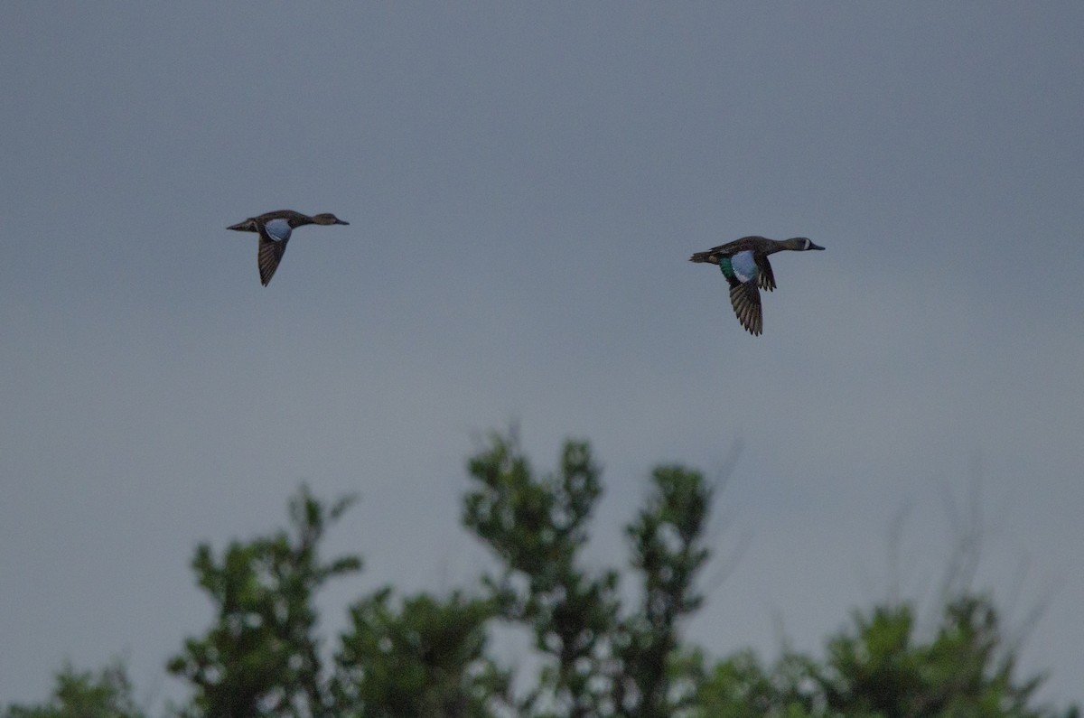 Чирянка блакитнокрила - ML613912040