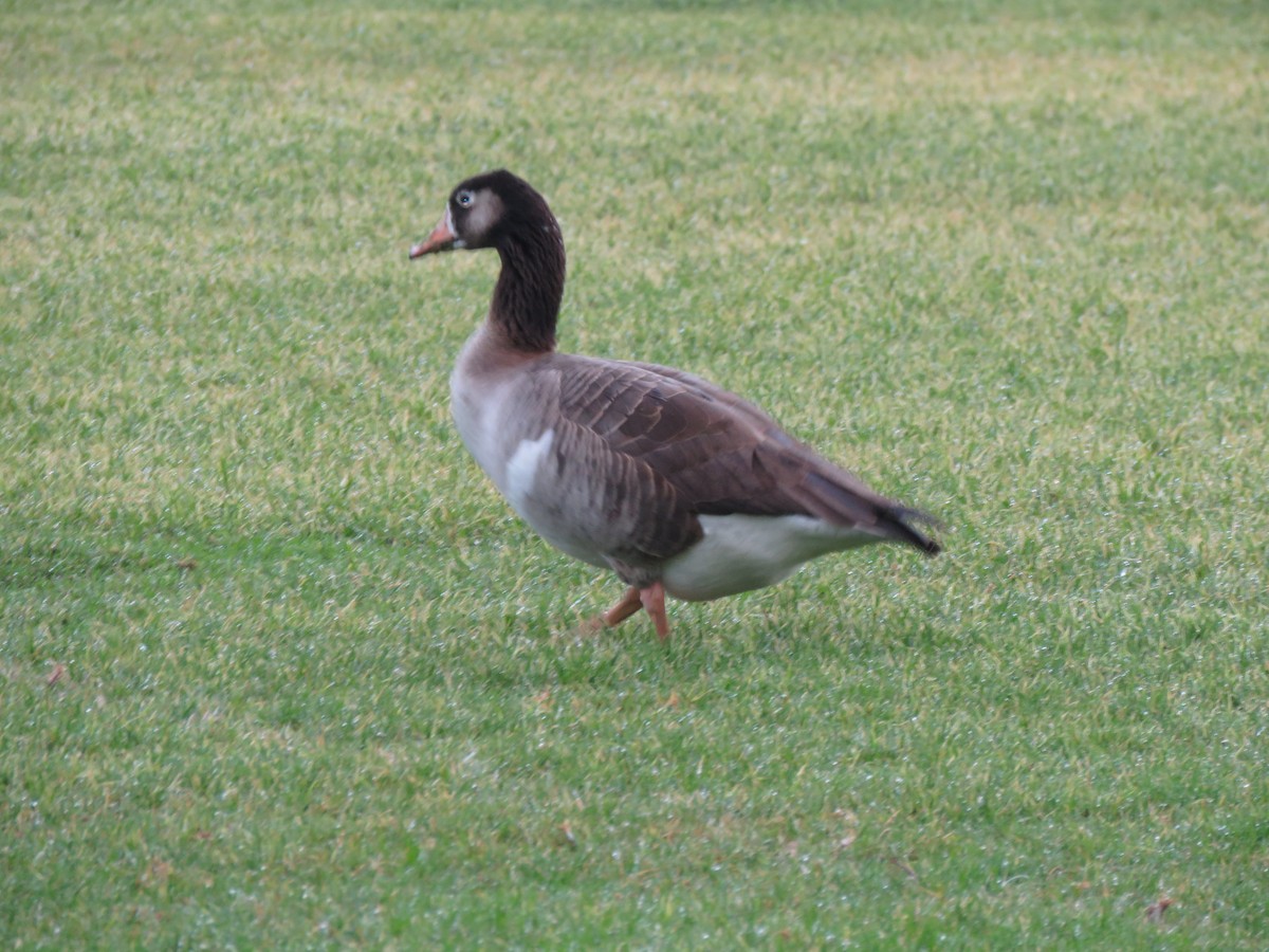 goose sp. - Calvin Hardcastle