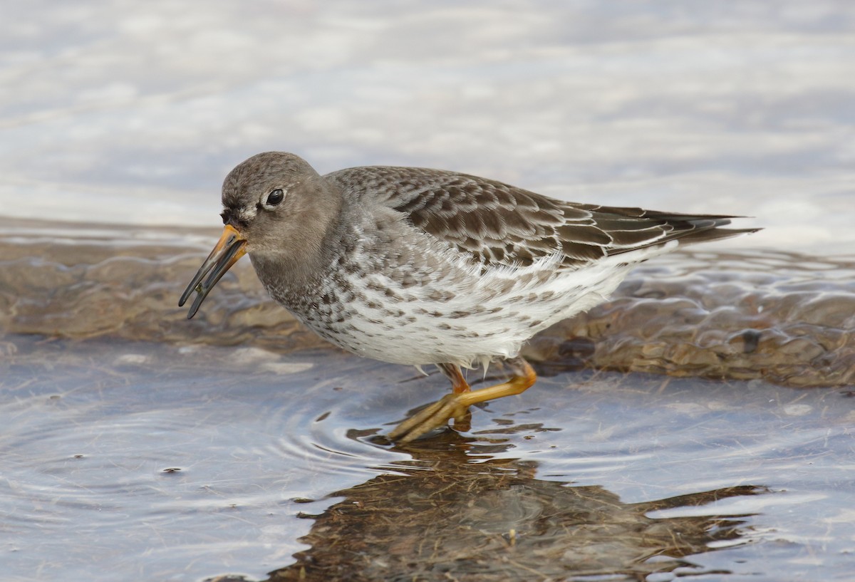 Purple Sandpiper - Jonathan Batkin