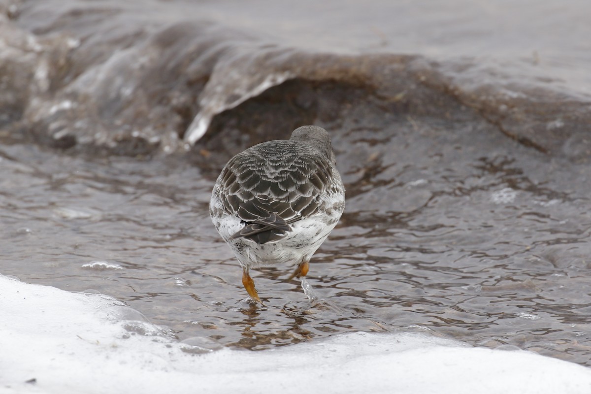 Purple Sandpiper - ML613912160