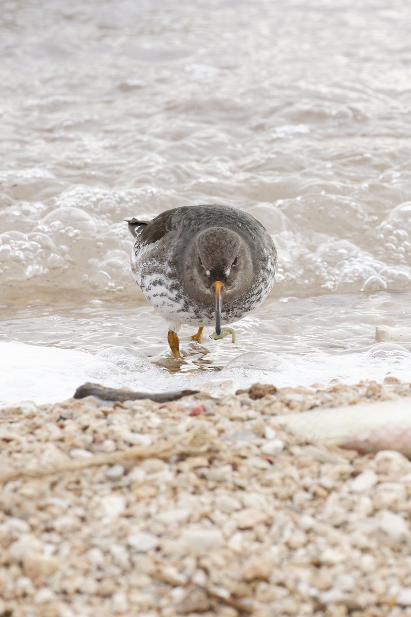 Purple Sandpiper - ML613912165