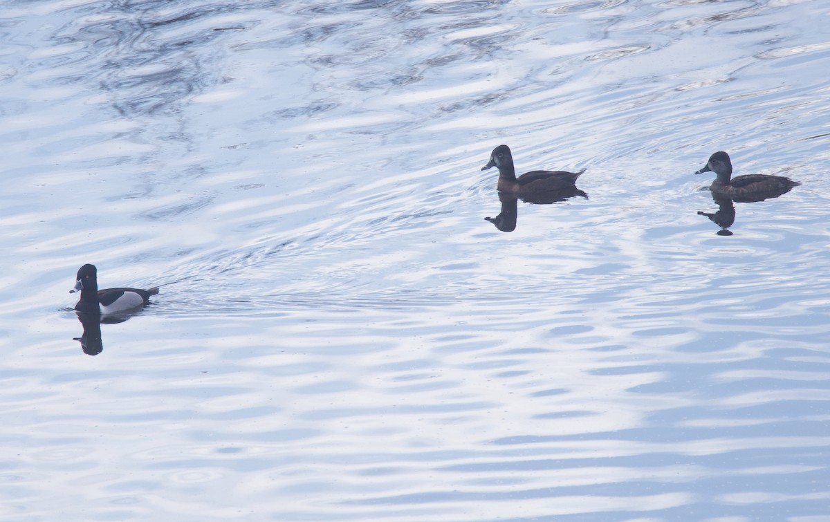 Ring-necked Duck - ML613912172