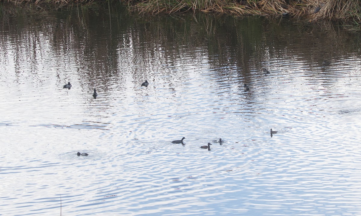 Ring-necked Duck - ML613912173