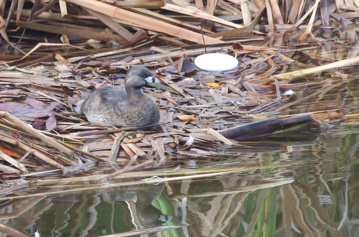 Pied-billed Grebe - ML613912178