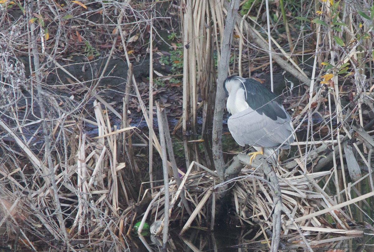 Black-crowned Night Heron - ML613912183