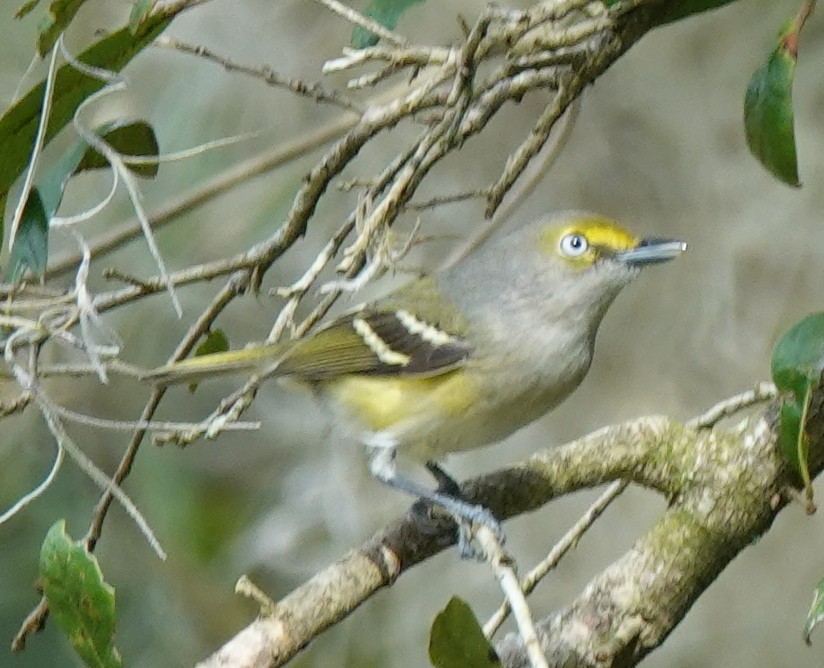 White-eyed Vireo - Lilian Saul