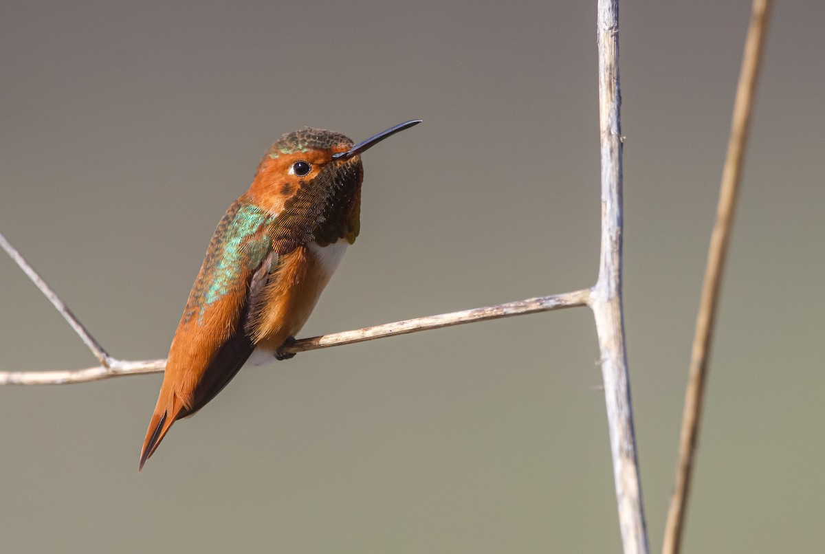 Allen's Hummingbird - ML613912202