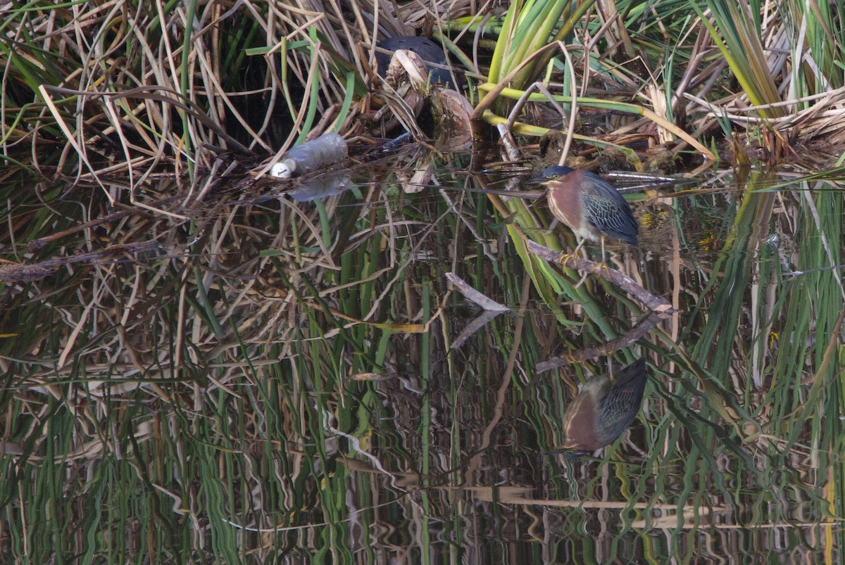 Green Heron - ML613912206