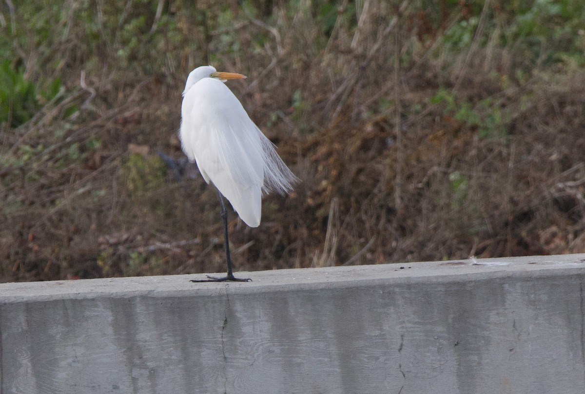 Great Egret - Braxton Landsman