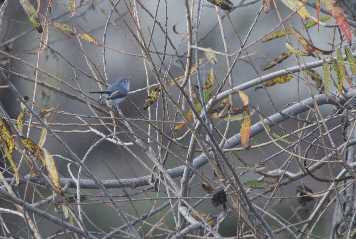 Gobemoucheron gris-bleu - ML613912220