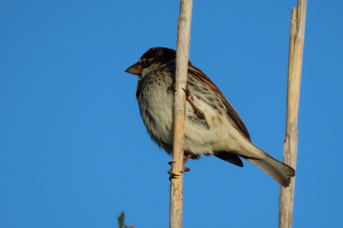 Spanish Sparrow - Tomás Gómez Caro