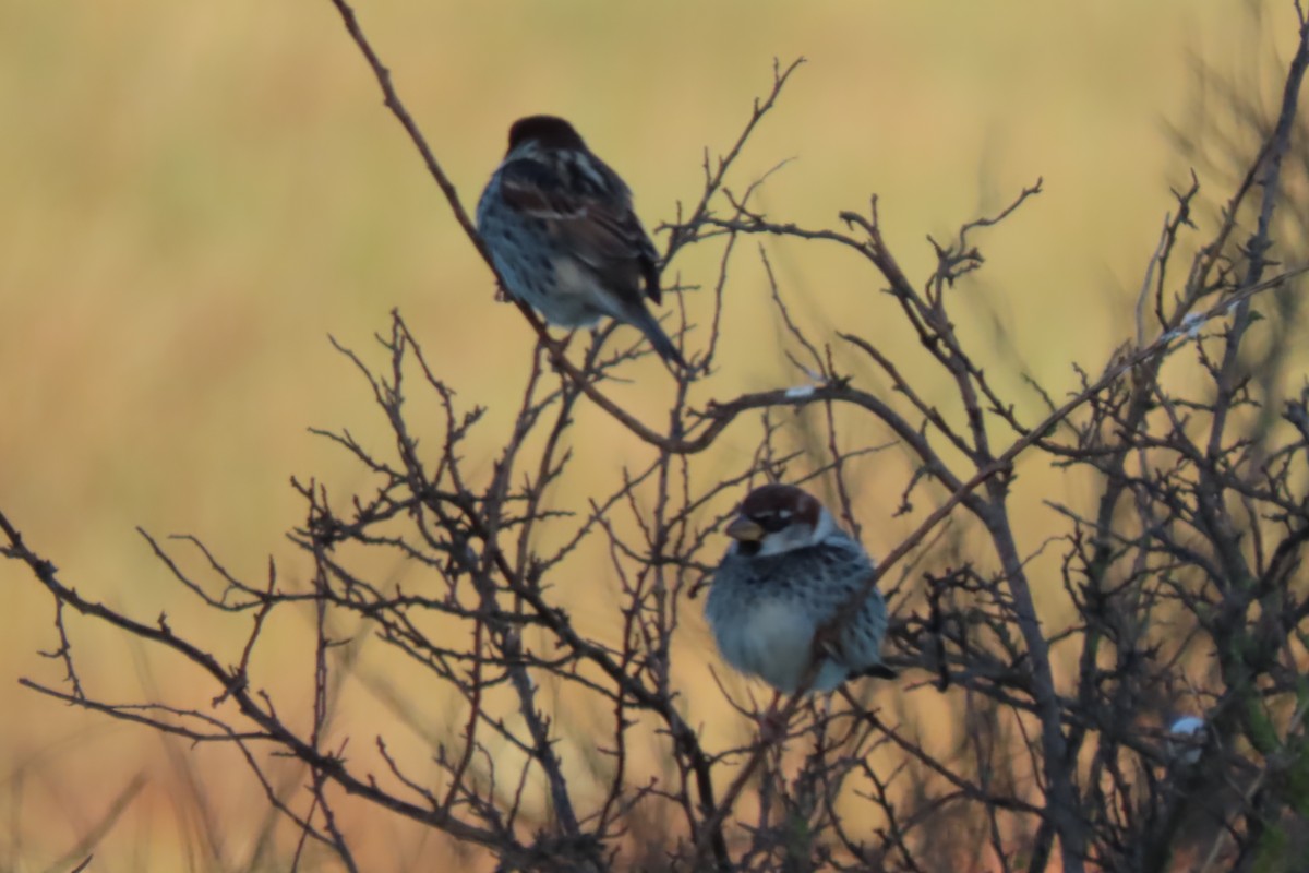 Spanish Sparrow - ML613912228