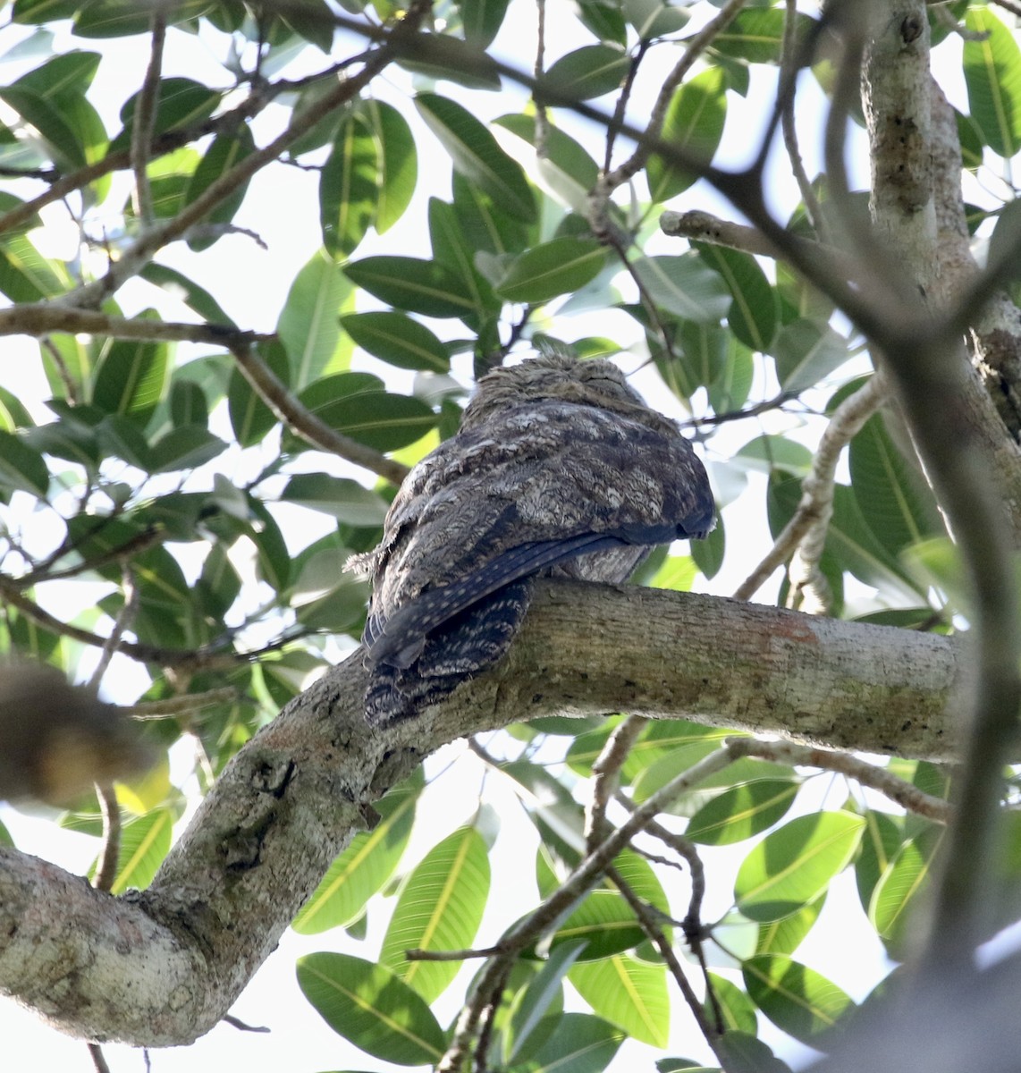 Great Potoo - ML613912246