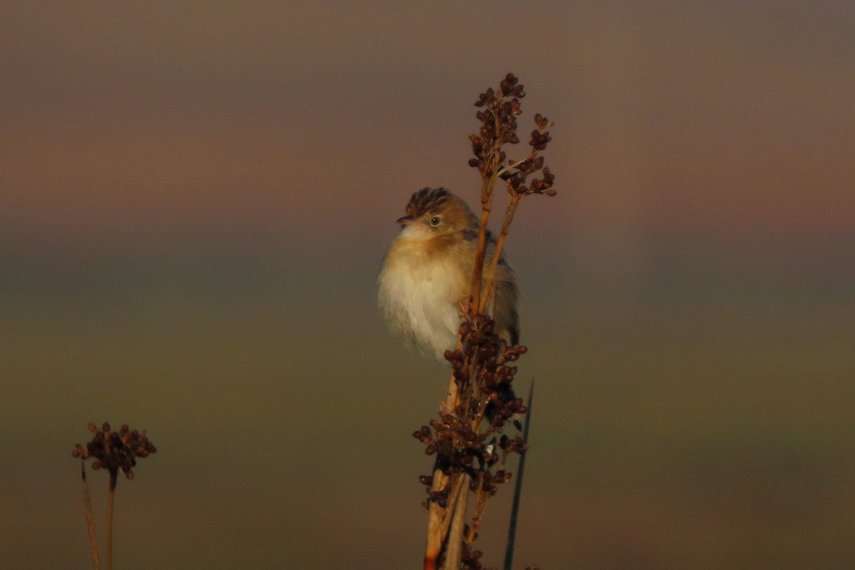 Zitting Cisticola - ML613912289