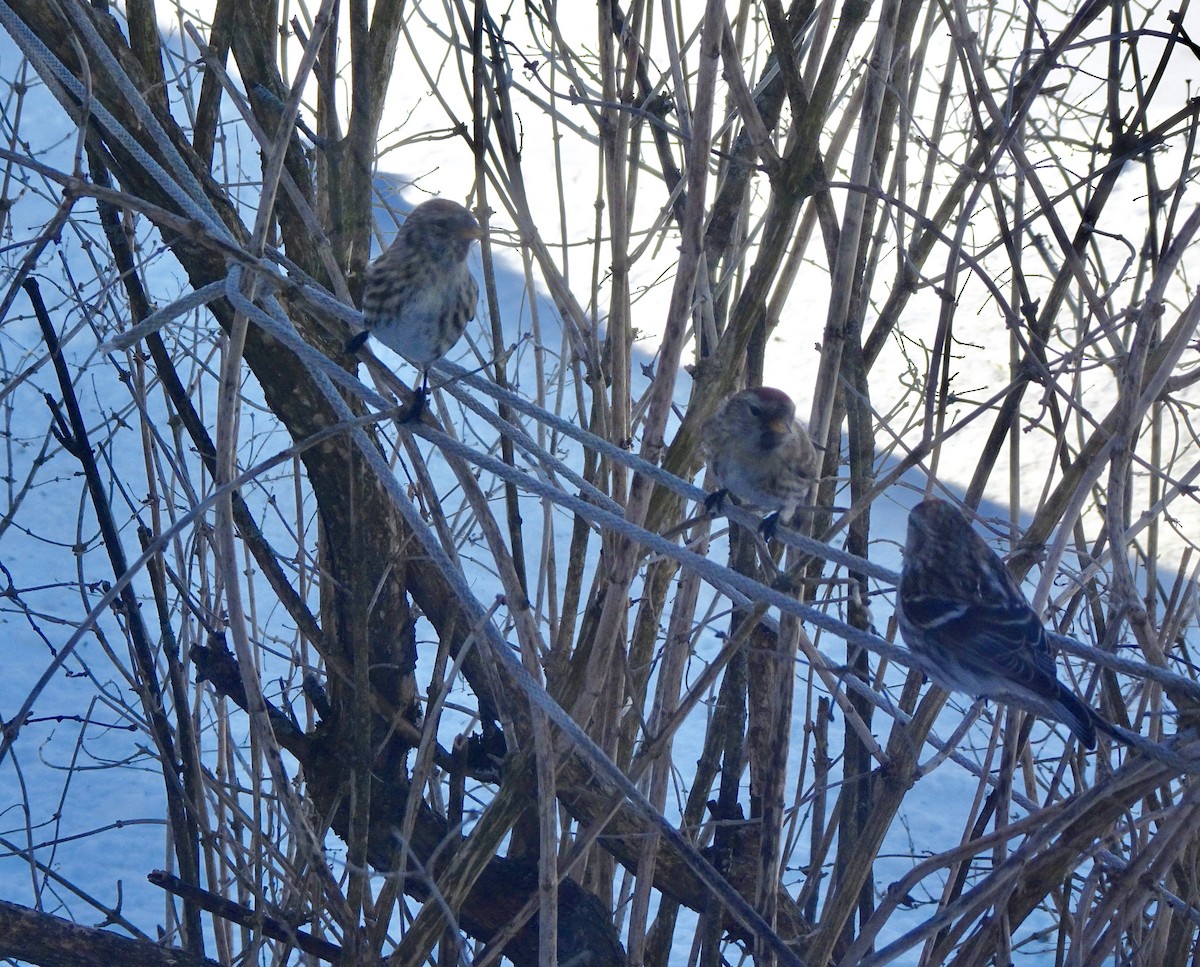 Common Redpoll - ML613912323