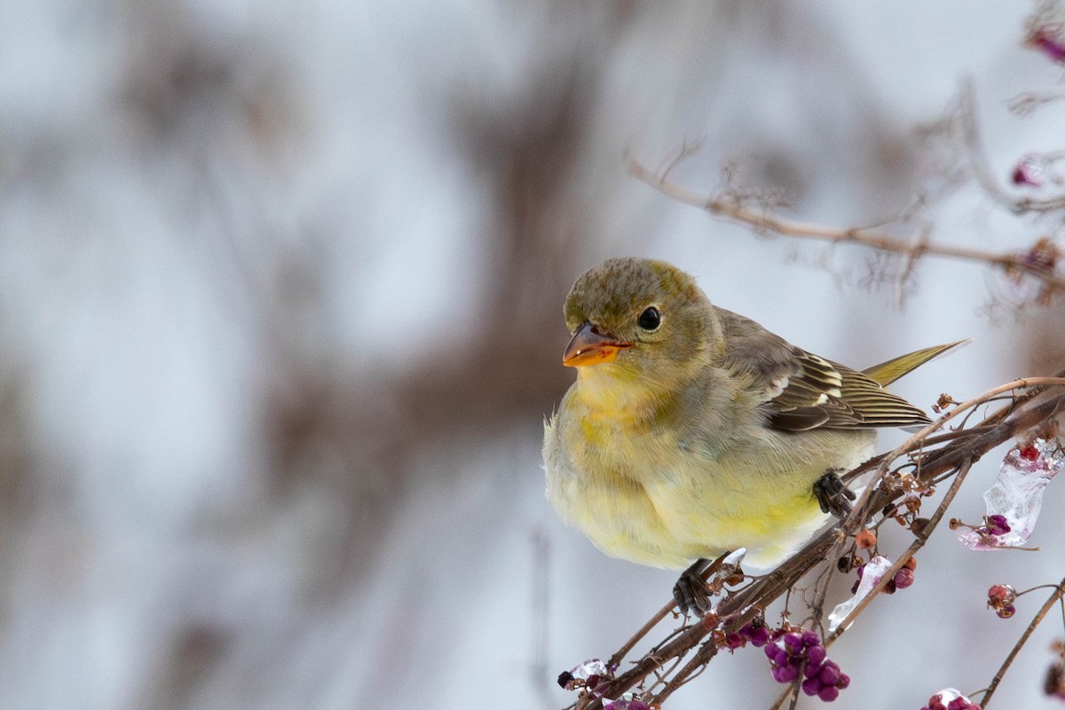 Western Tanager - ML613912350