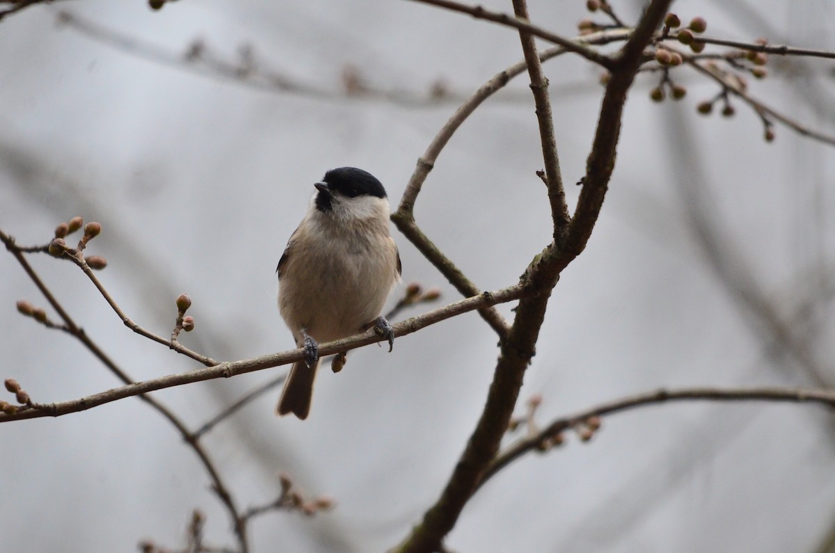 Mésange nonnette - ML613912372