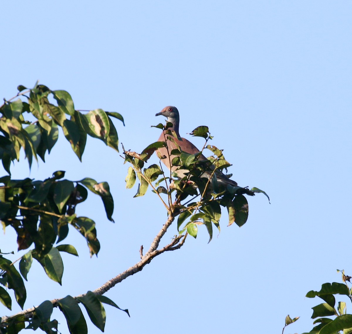 Pale-vented Pigeon - ML613912381