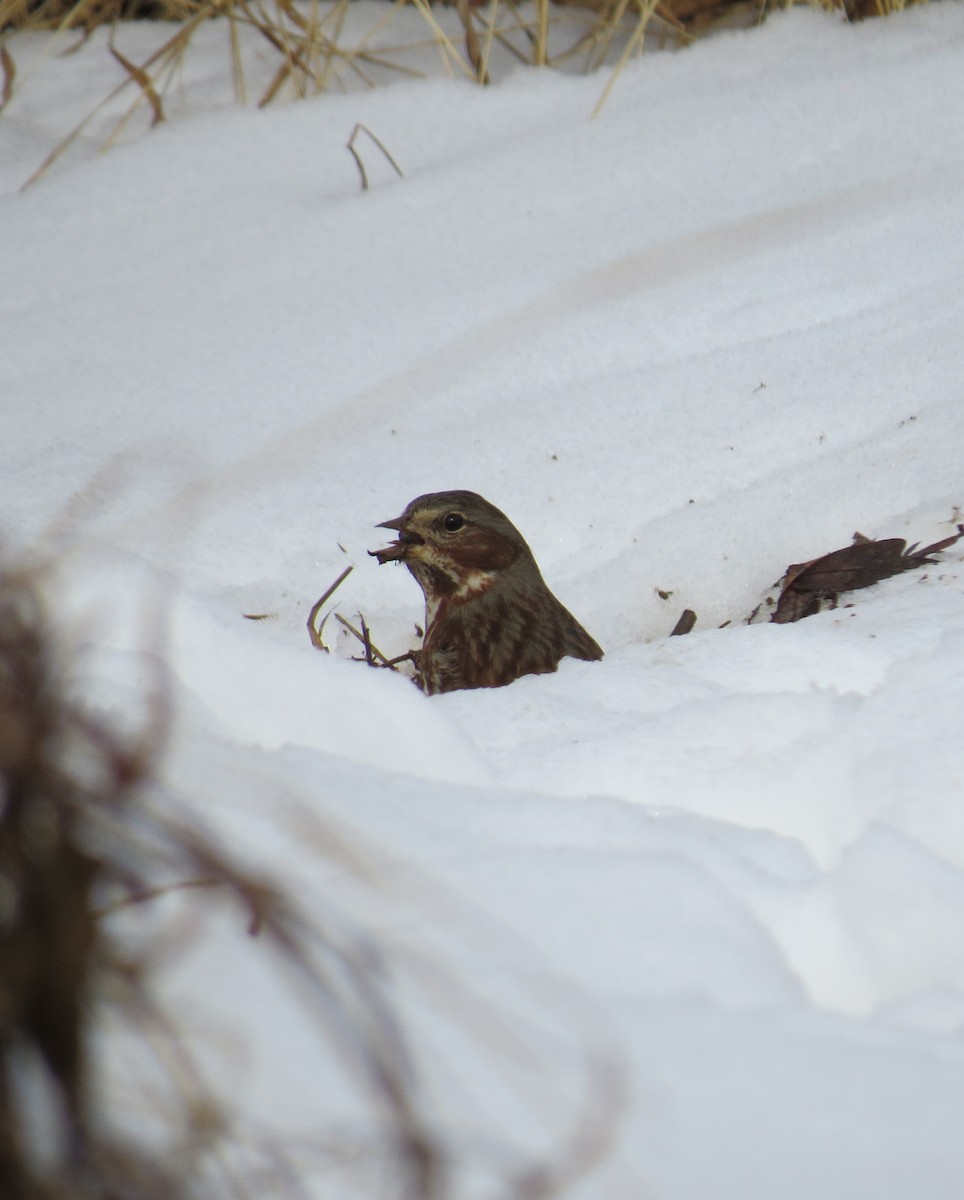 Fox Sparrow - ML613912501