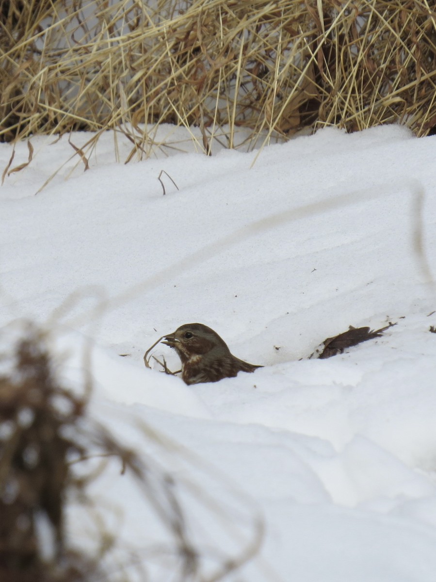 Fox Sparrow - Pete Yarrington