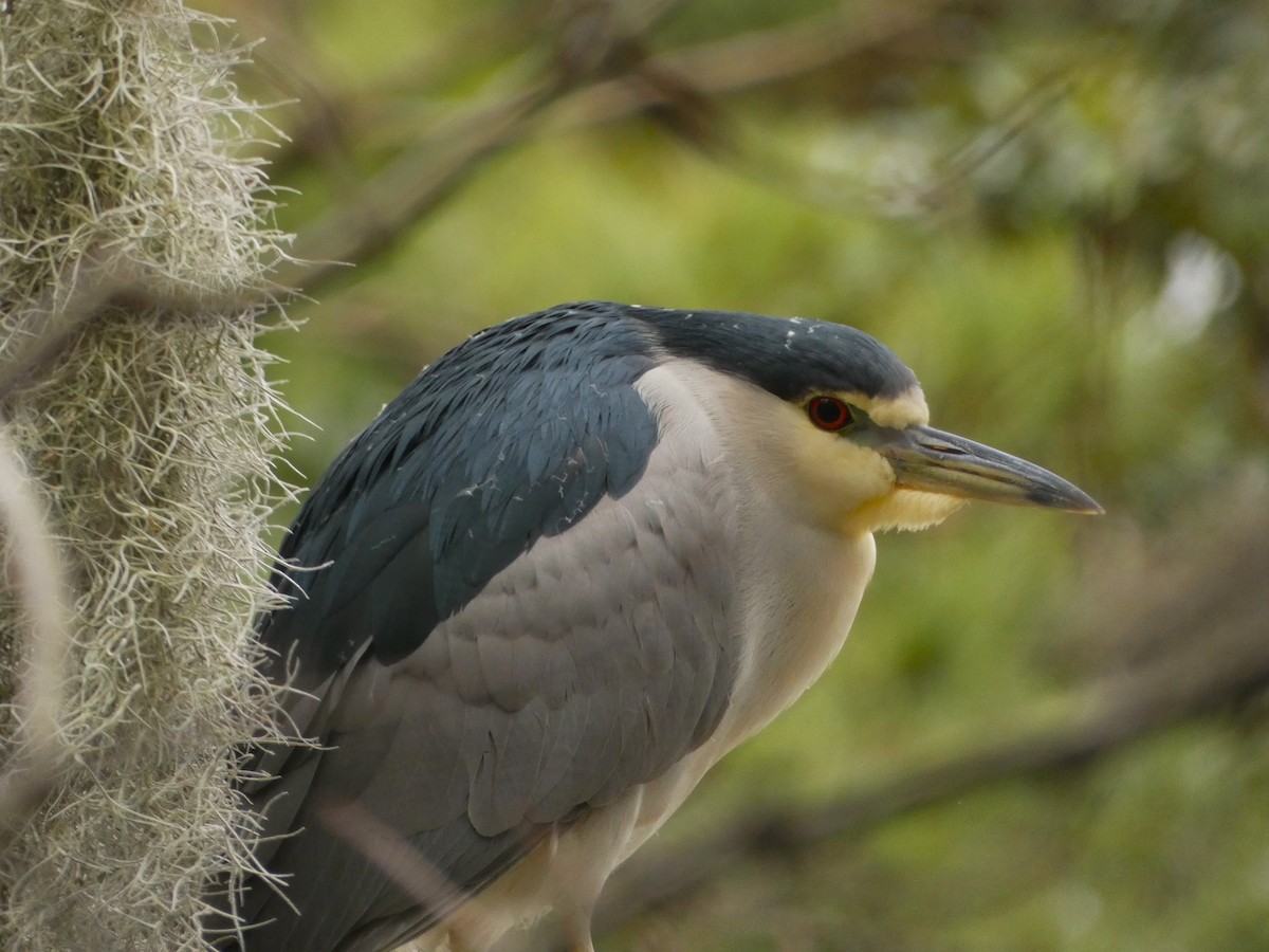 Black-crowned Night Heron - ML613912596