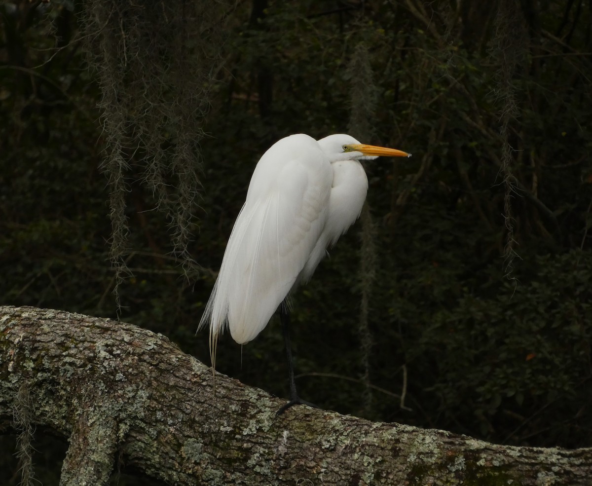 Great Egret - ML613912600
