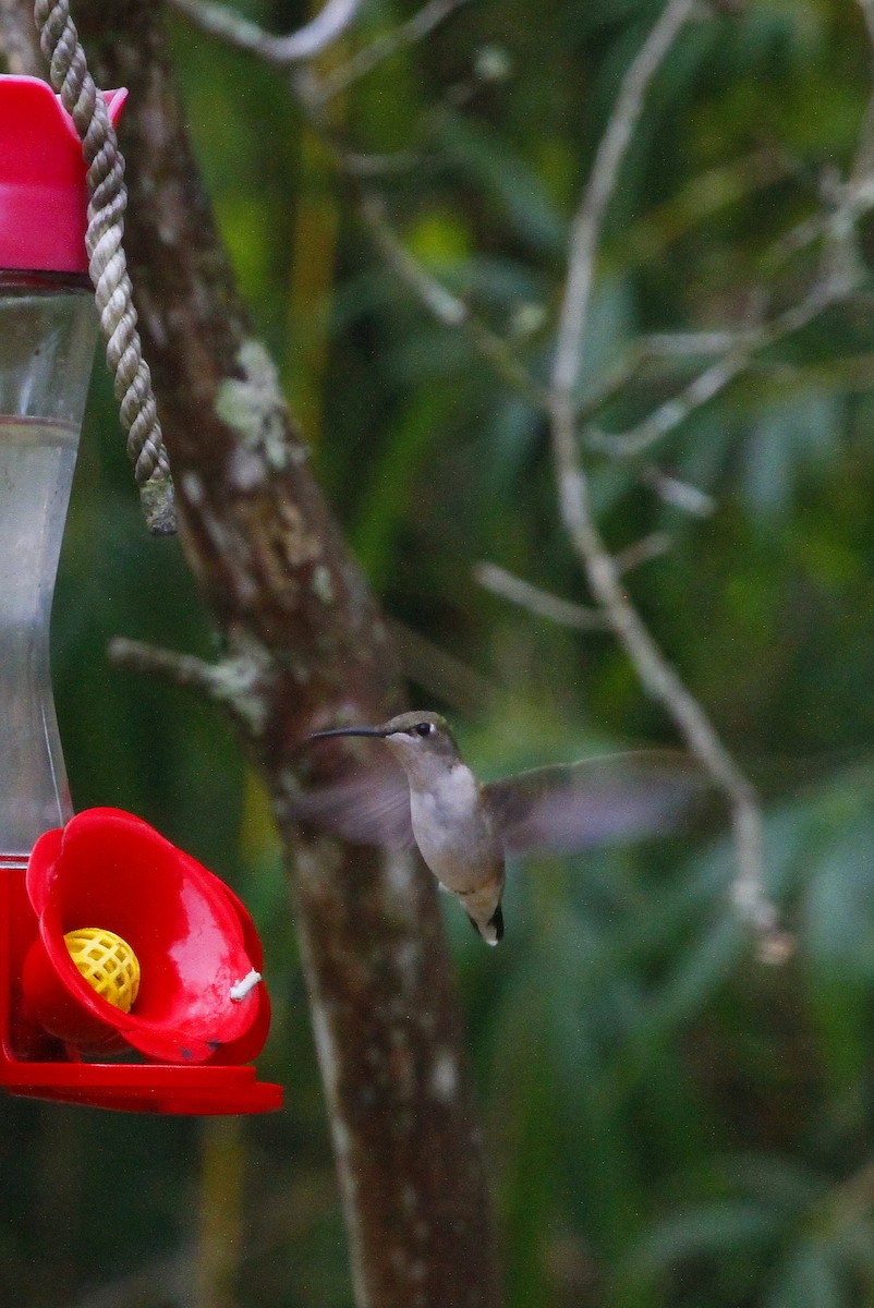 Ruby-throated Hummingbird - ML613912610