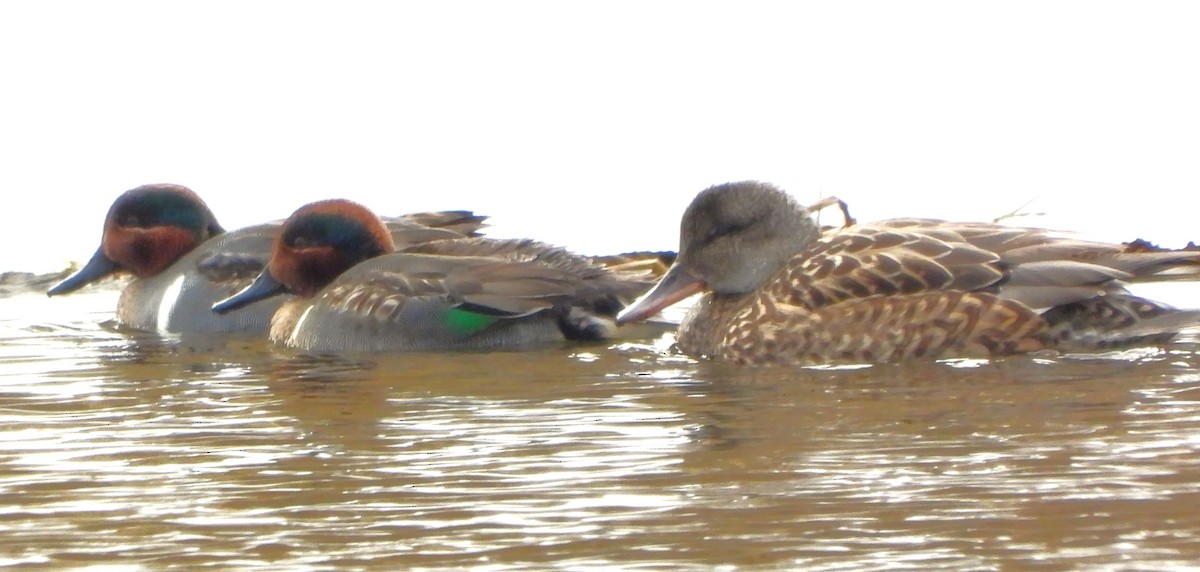 Green-winged Teal - ML613912640