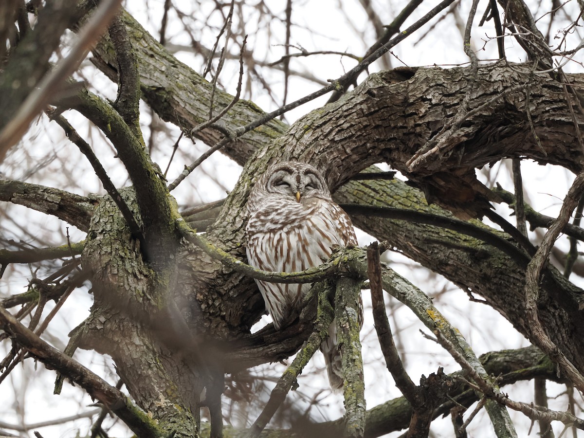 Barred Owl - ML613912691