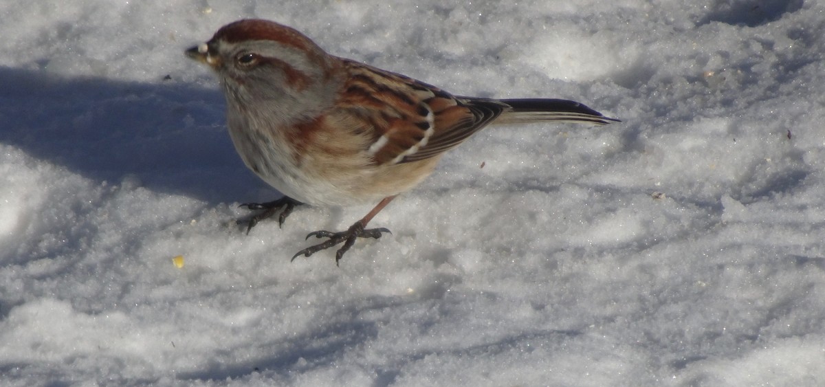 American Tree Sparrow - ML613912712