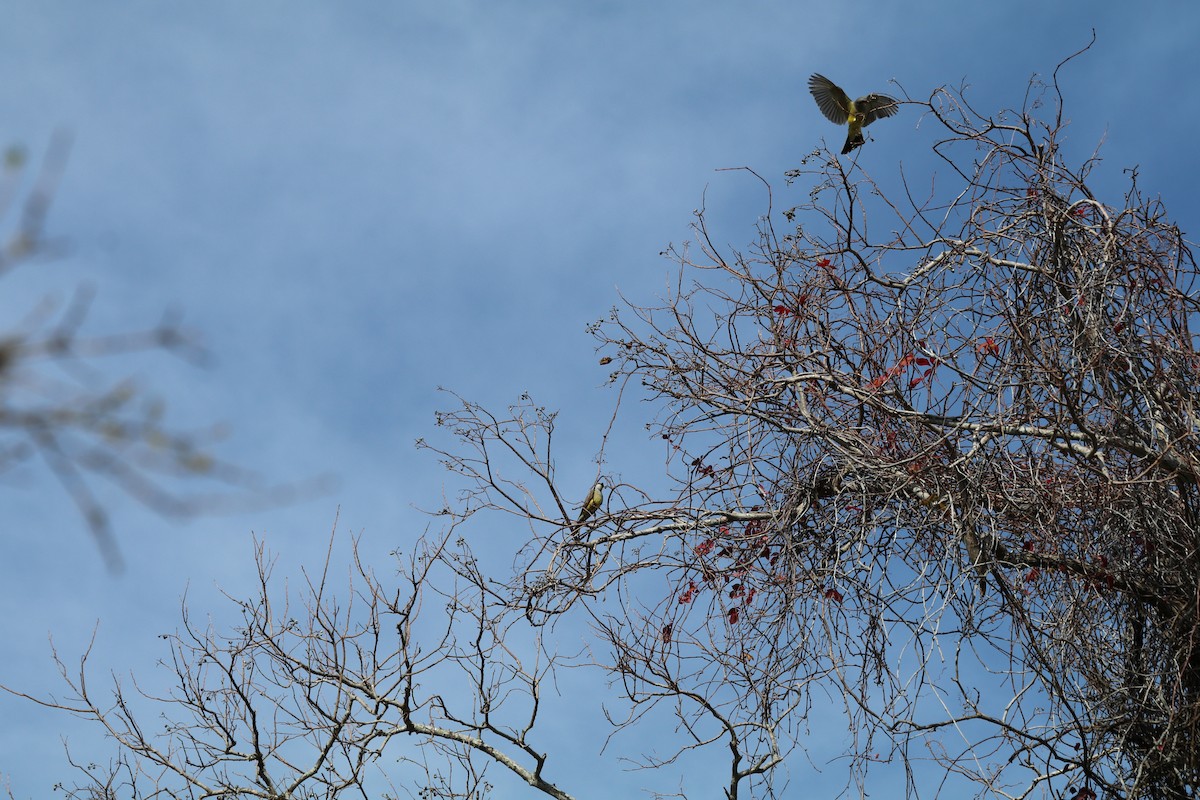 Western Kingbird - ML613912847