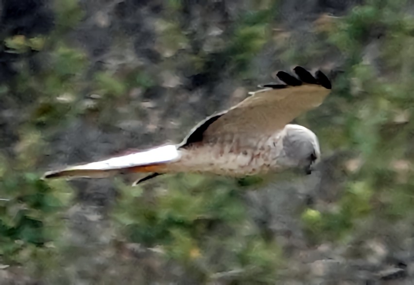 Northern Harrier - Doug Wassmer