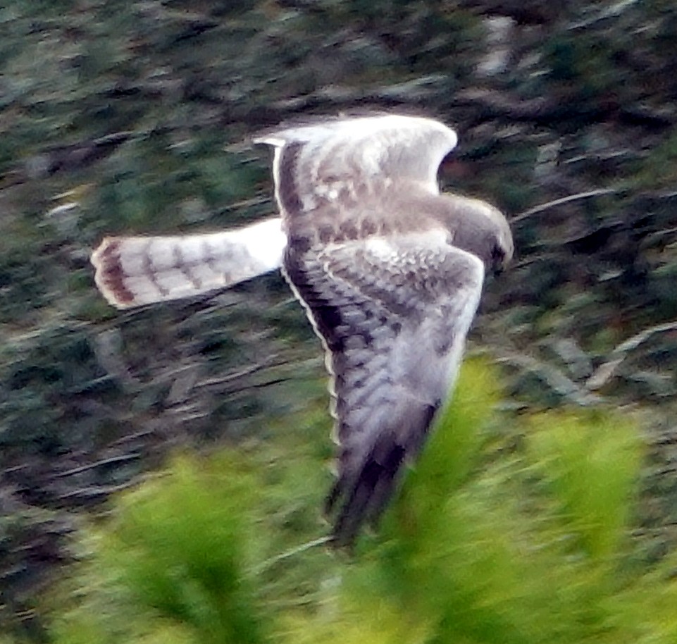 Northern Harrier - Doug Wassmer