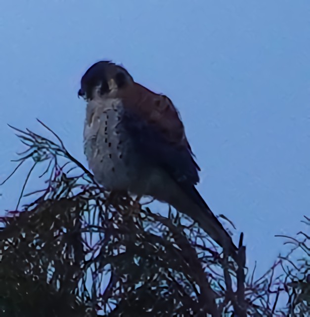 American Kestrel - Doug Wassmer