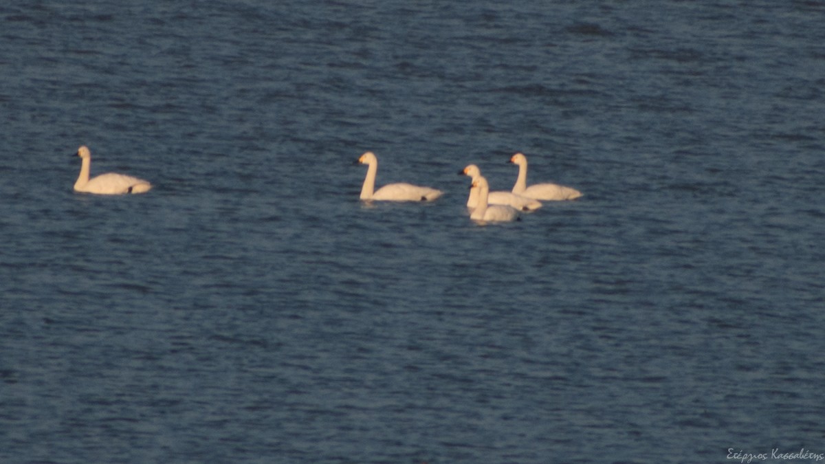 Tundra Swan - Stergios Kassavetis