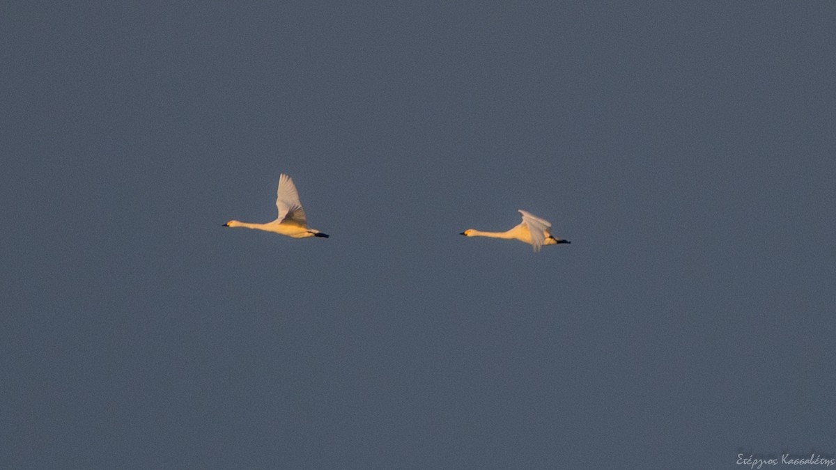 Tundra Swan - ML613913148