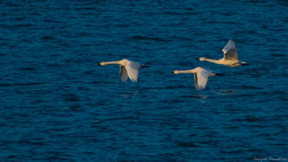 Tundra Swan - ML613913151