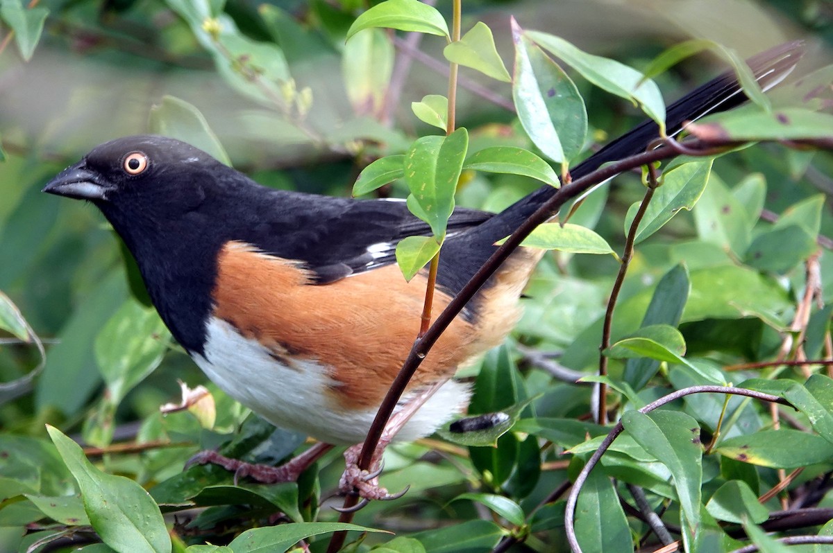 Eastern Towhee - Doug Wassmer