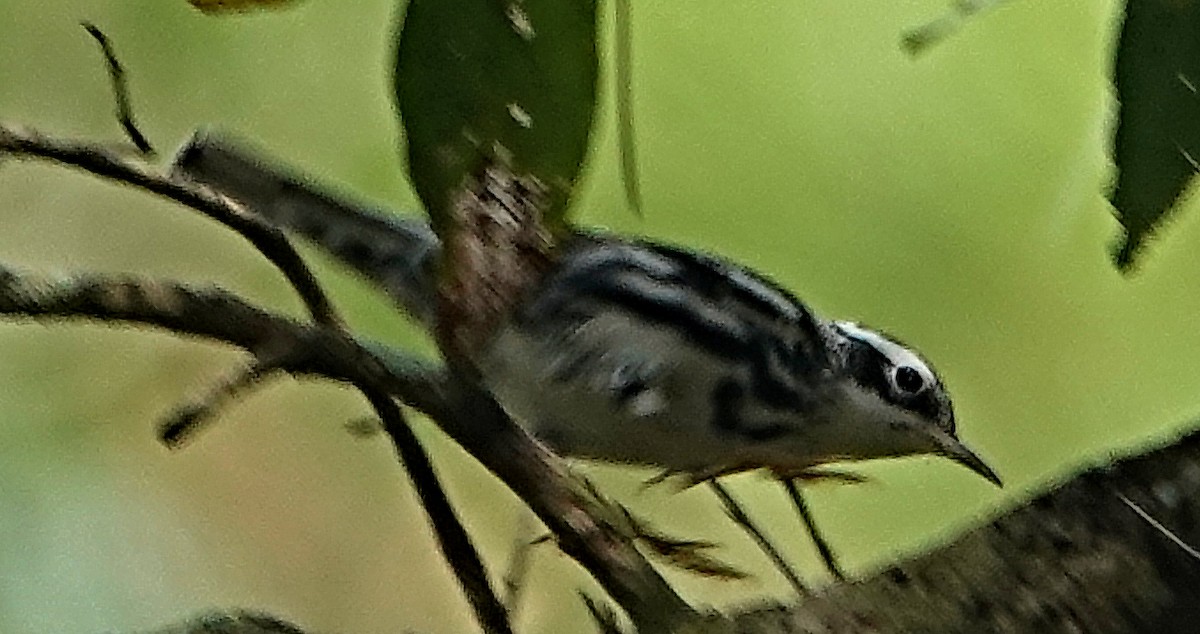 Black-and-white Warbler - Doug Wassmer