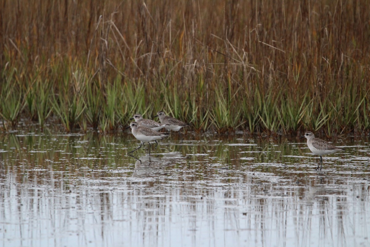 Black-bellied Plover - M Alexander