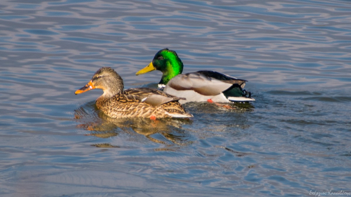 Canard colvert - ML613913216