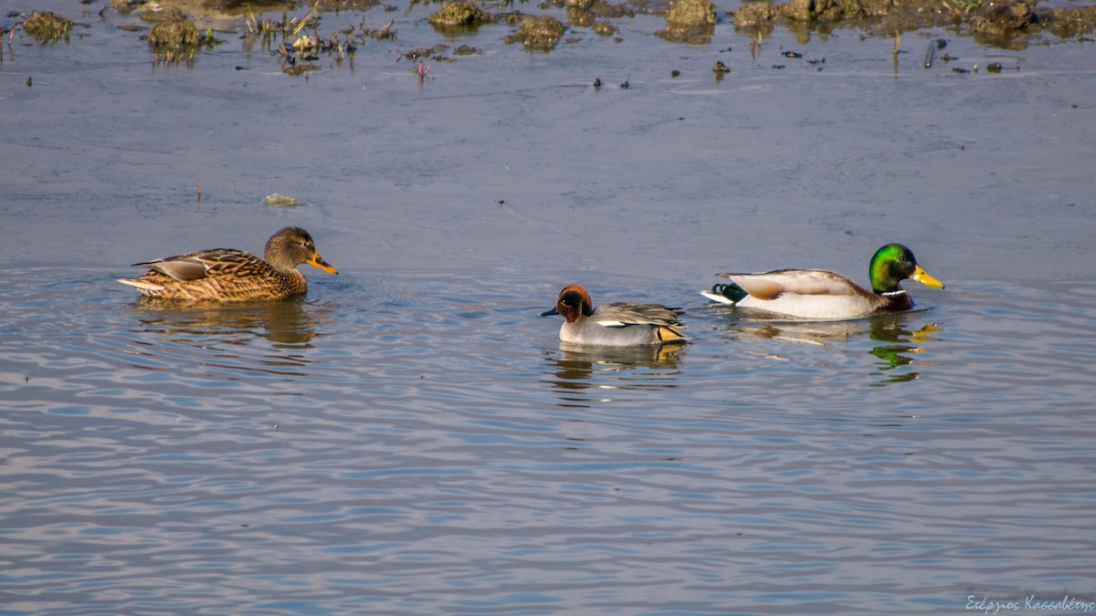 Canard colvert - ML613913225