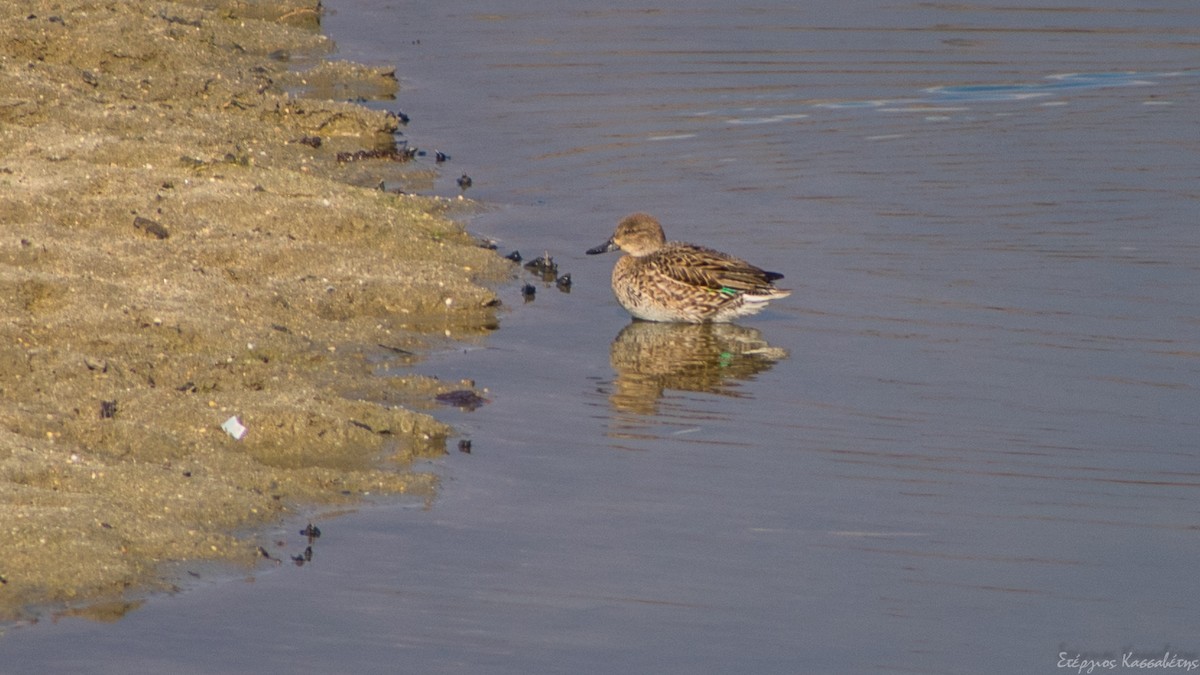 Green-winged Teal - ML613913237