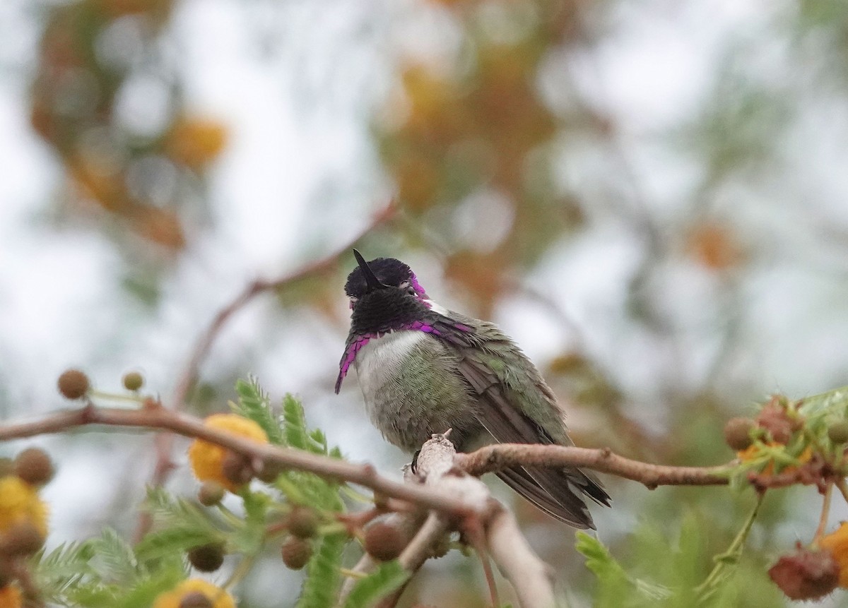 Costa's Hummingbird - ML613913255